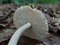 Óriás selyemgomba (Amanita ceciliae), Budai-hegység